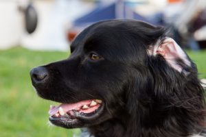 Sfeerfoto’s 81e Sneekweek – foto 12 van 25